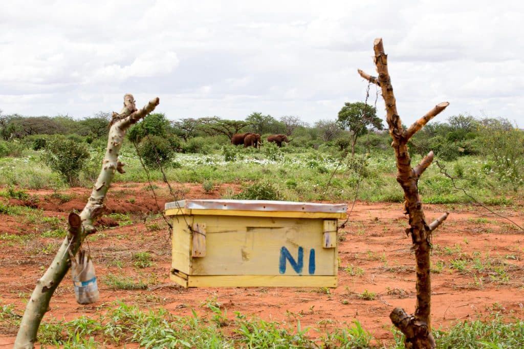 Beehive Fence And Elephants Jessica Van Fleteren 1024x682