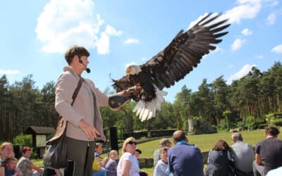 Hilfe für Greifvögel & Eulen vor dem West-Nil-Virus